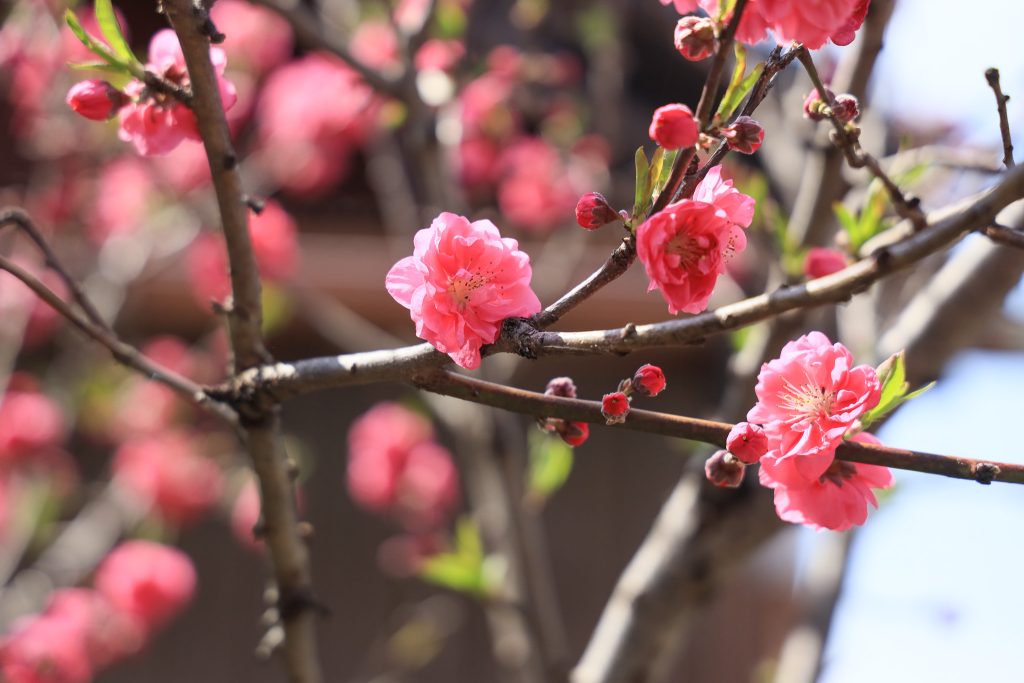 2026年3月のWebサイト制作･打合せカレンダー｜マザーシップウェブ制作事務所