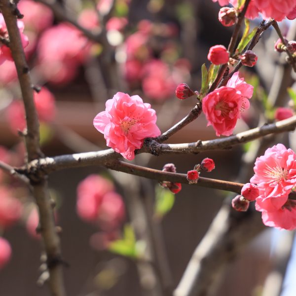 2026年3月のWebサイト制作･打合せカレンダー