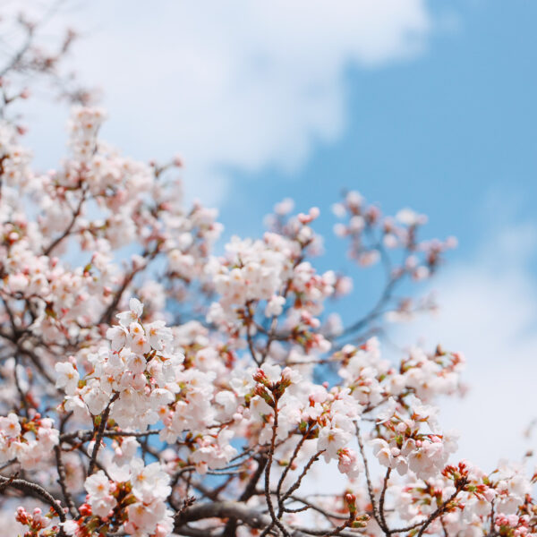 2026年4月のWebサイト制作･打合せカレンダー